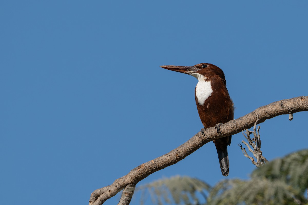 アオショウビン - ML646831359