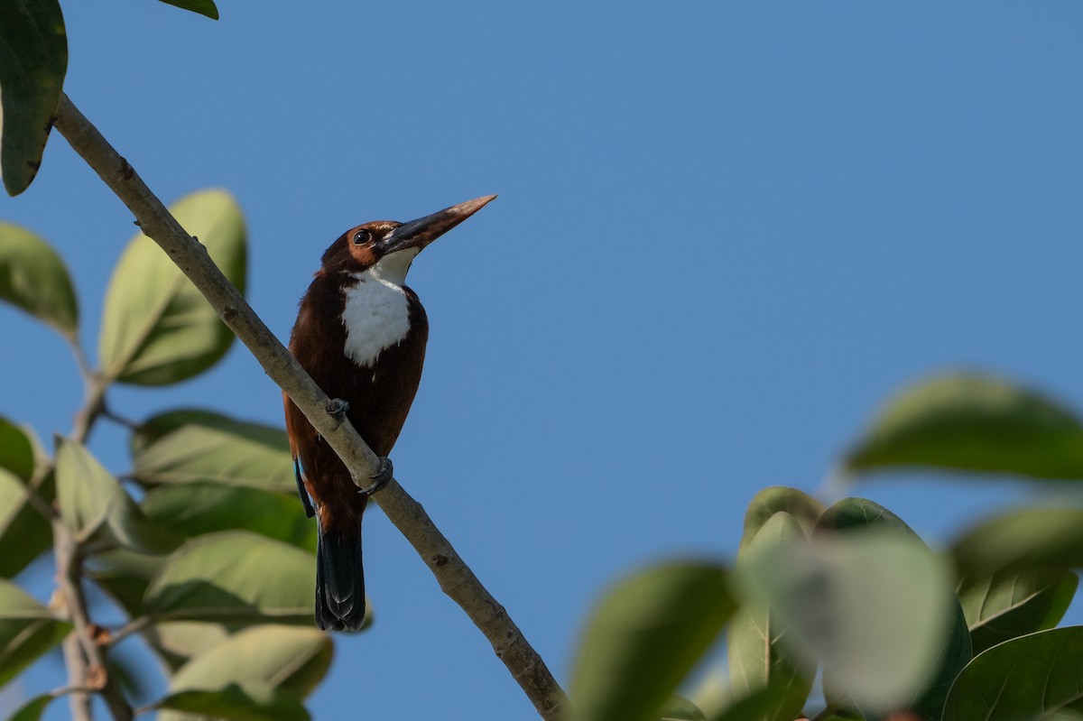 アオショウビン - ML646831360