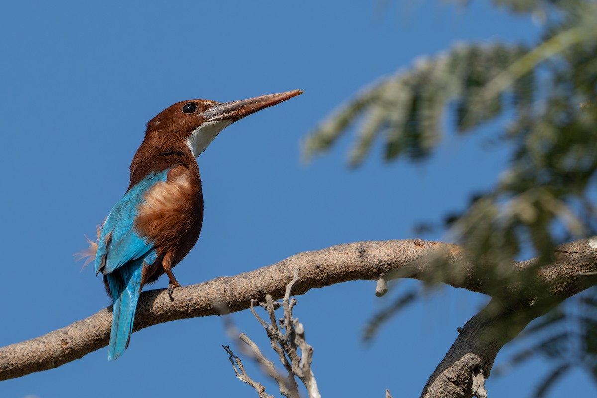 アオショウビン - ML646831361