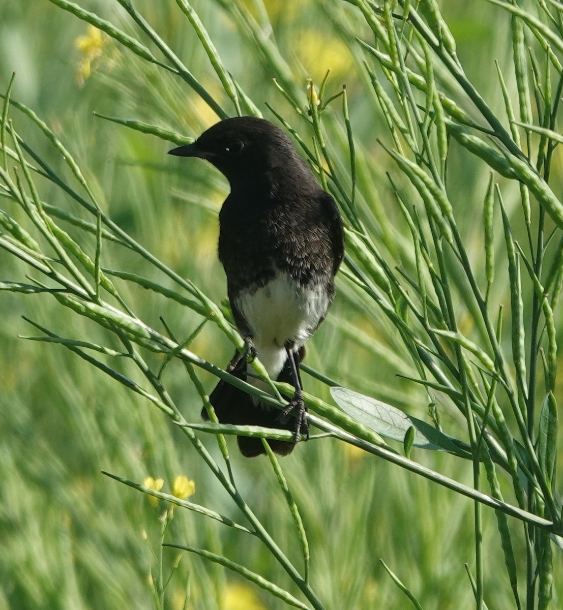 Трав'янка чорна - ML646831362