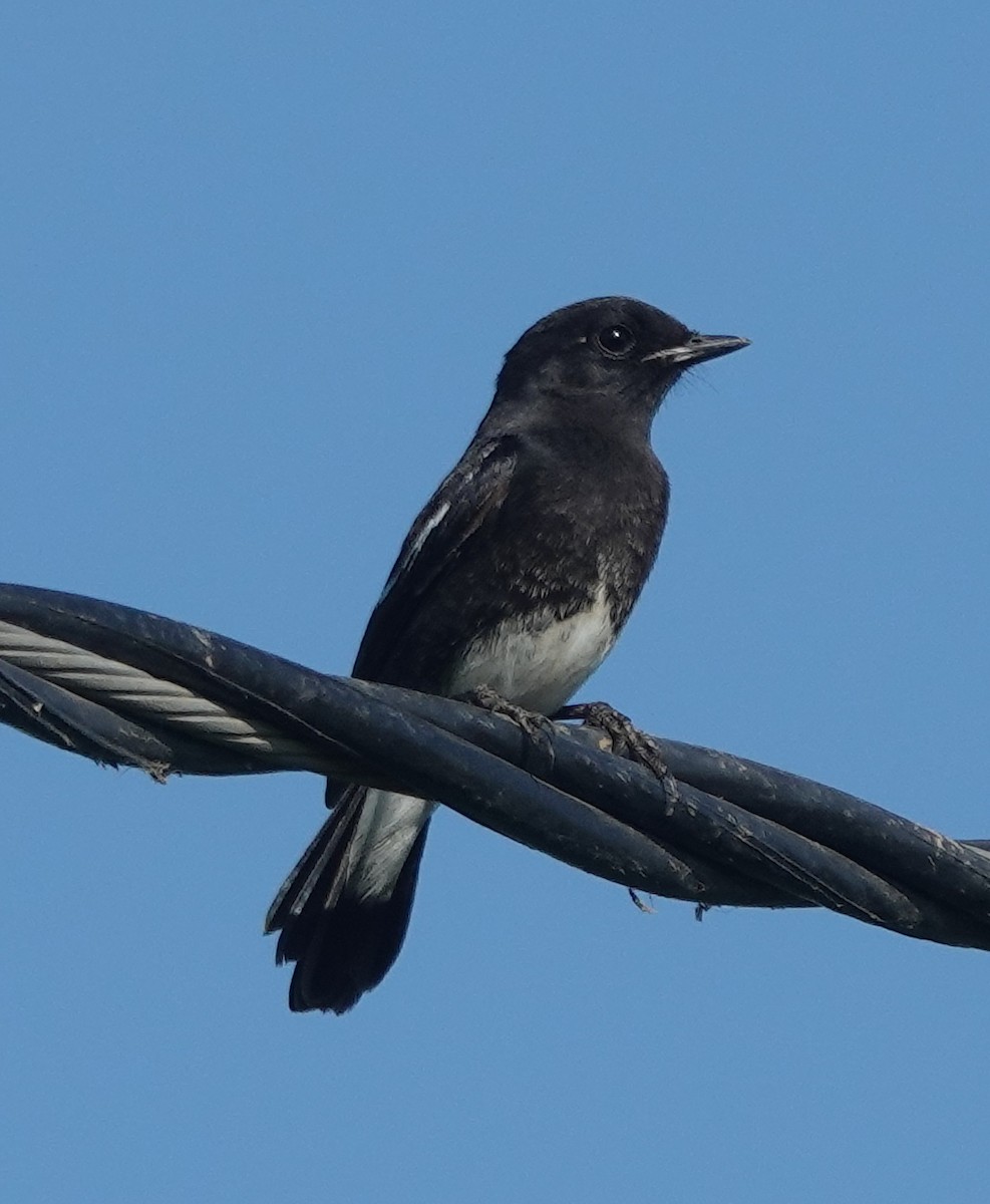 Трав'янка чорна - ML646831363