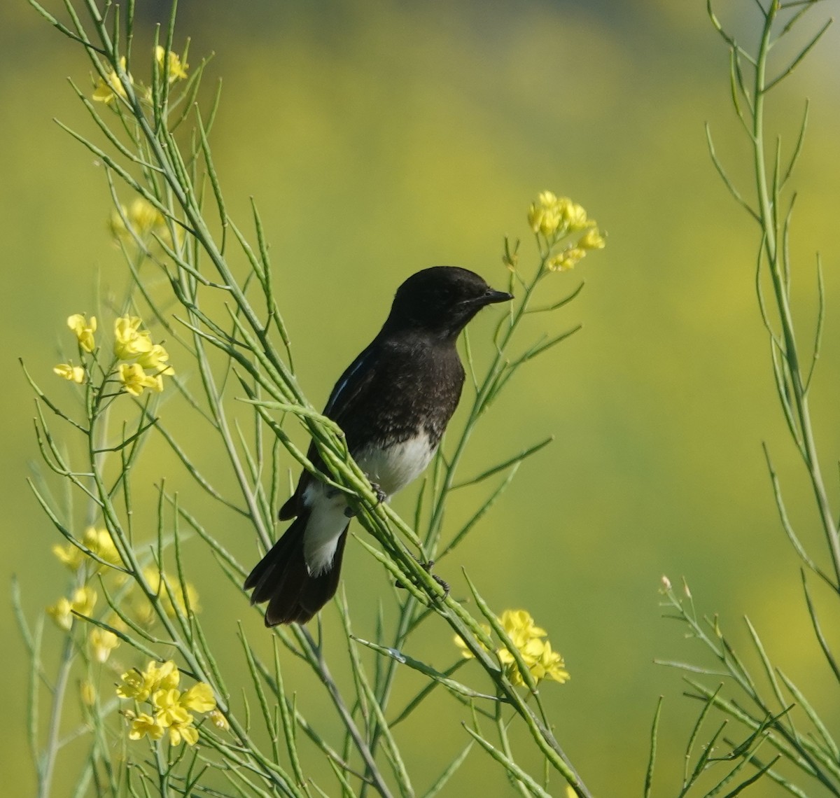 Трав'янка чорна - ML646831364