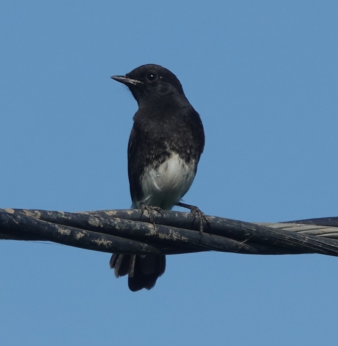 Трав'янка чорна - ML646831365