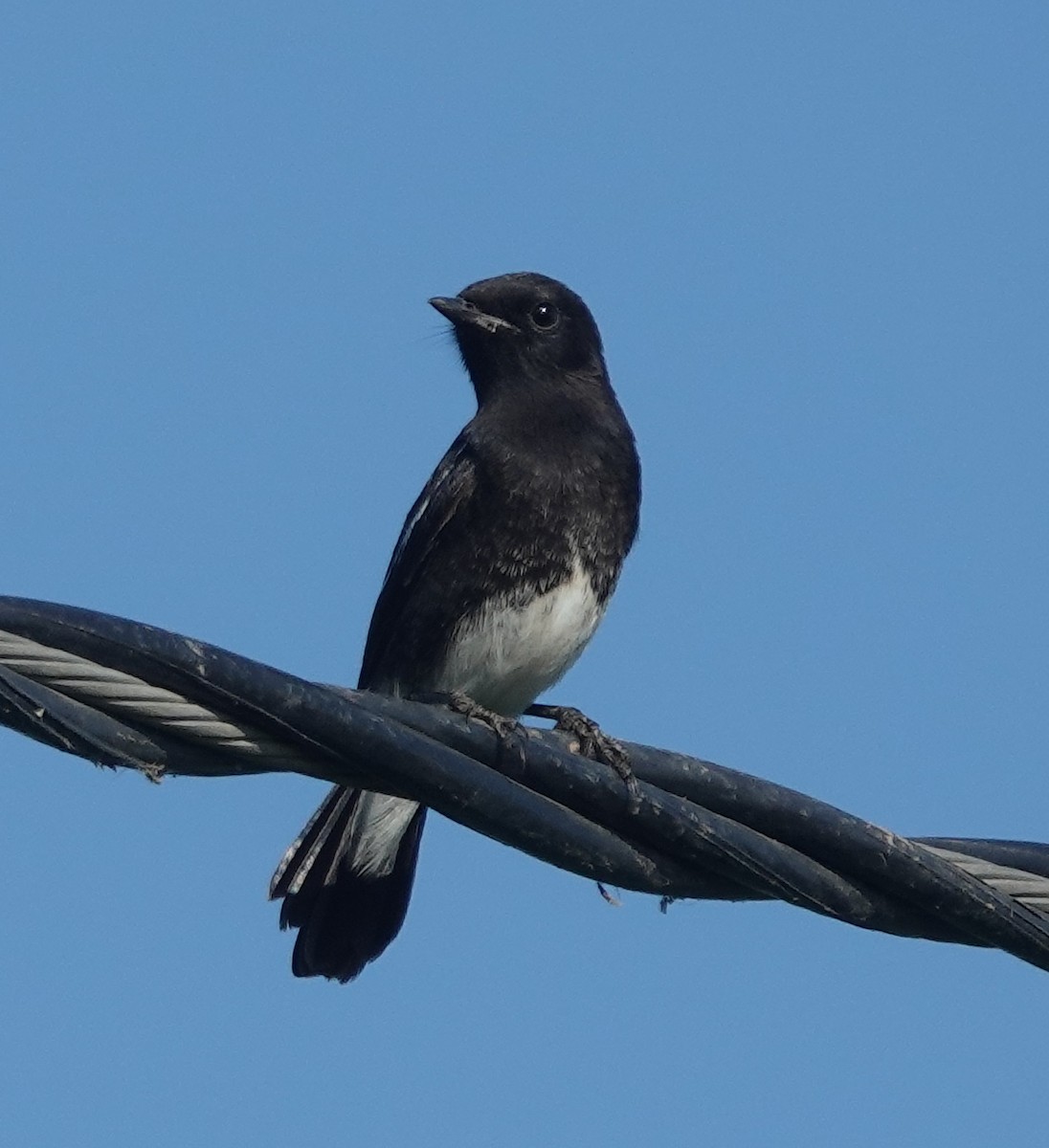 Трав'янка чорна - ML646831366