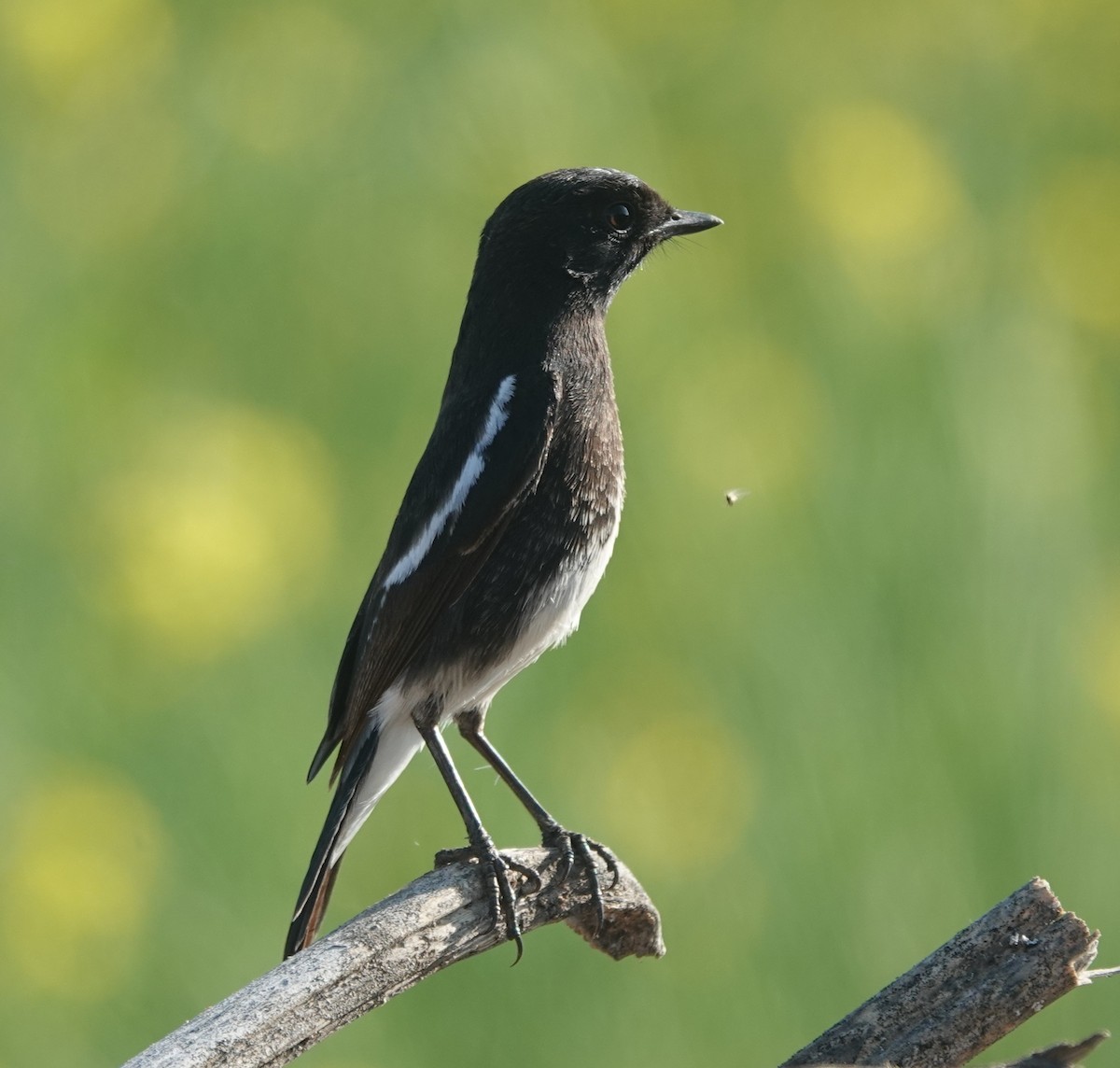 Трав'янка чорна - ML646831367