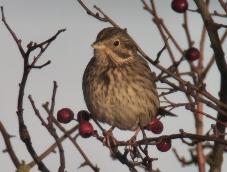 Corn Bunting - ML646831368