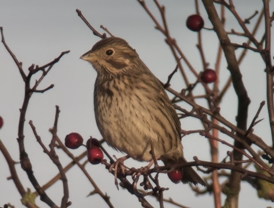 Corn Bunting - ML646831369