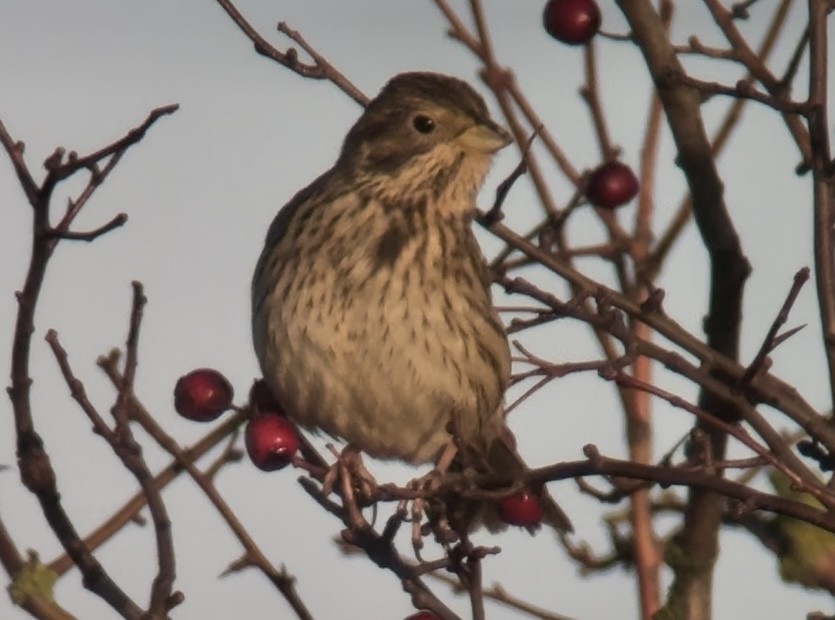 Corn Bunting - ML646831370