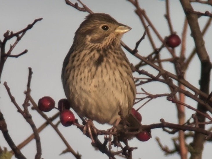 Corn Bunting - ML646831371
