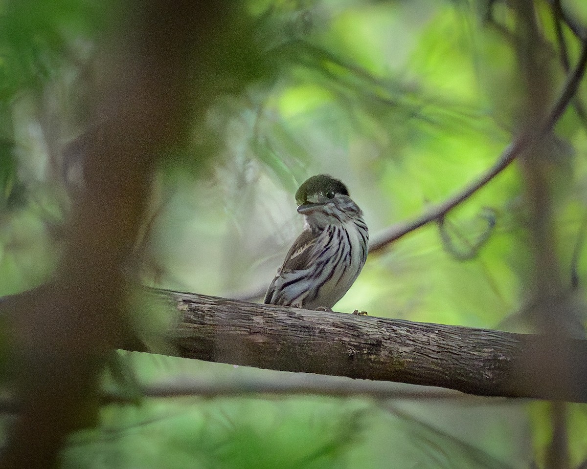 Пёстрый ширококлюв - ML646831372