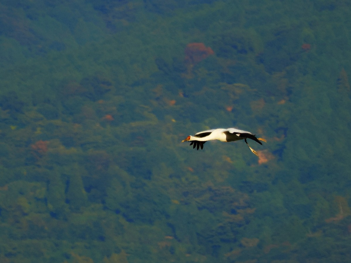 Siberian Crane - ML646831373