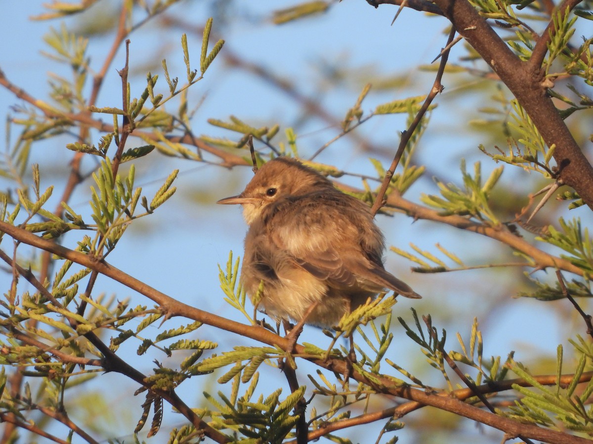 Берестянка мала - ML646831374