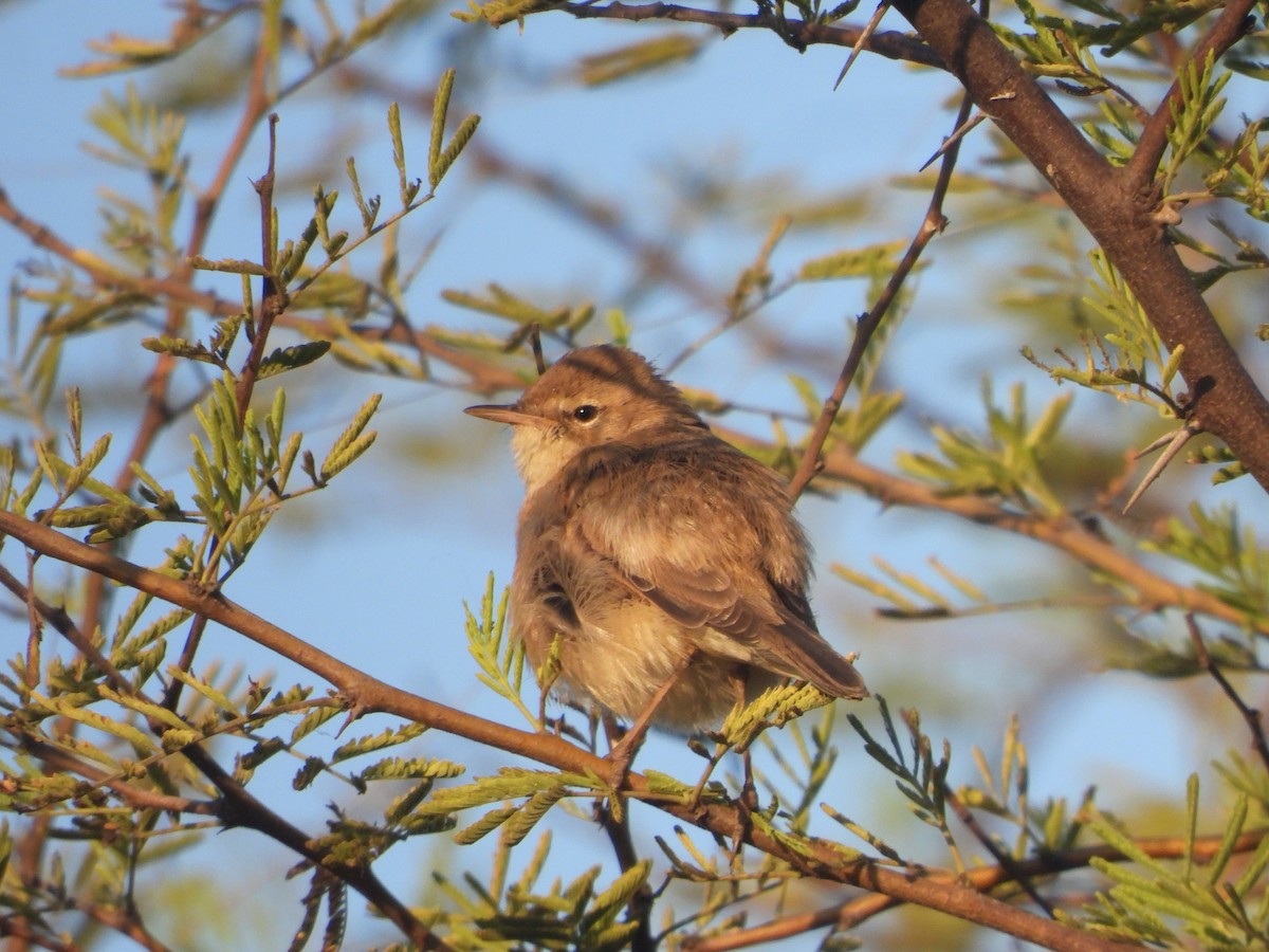 Берестянка мала - ML646831375