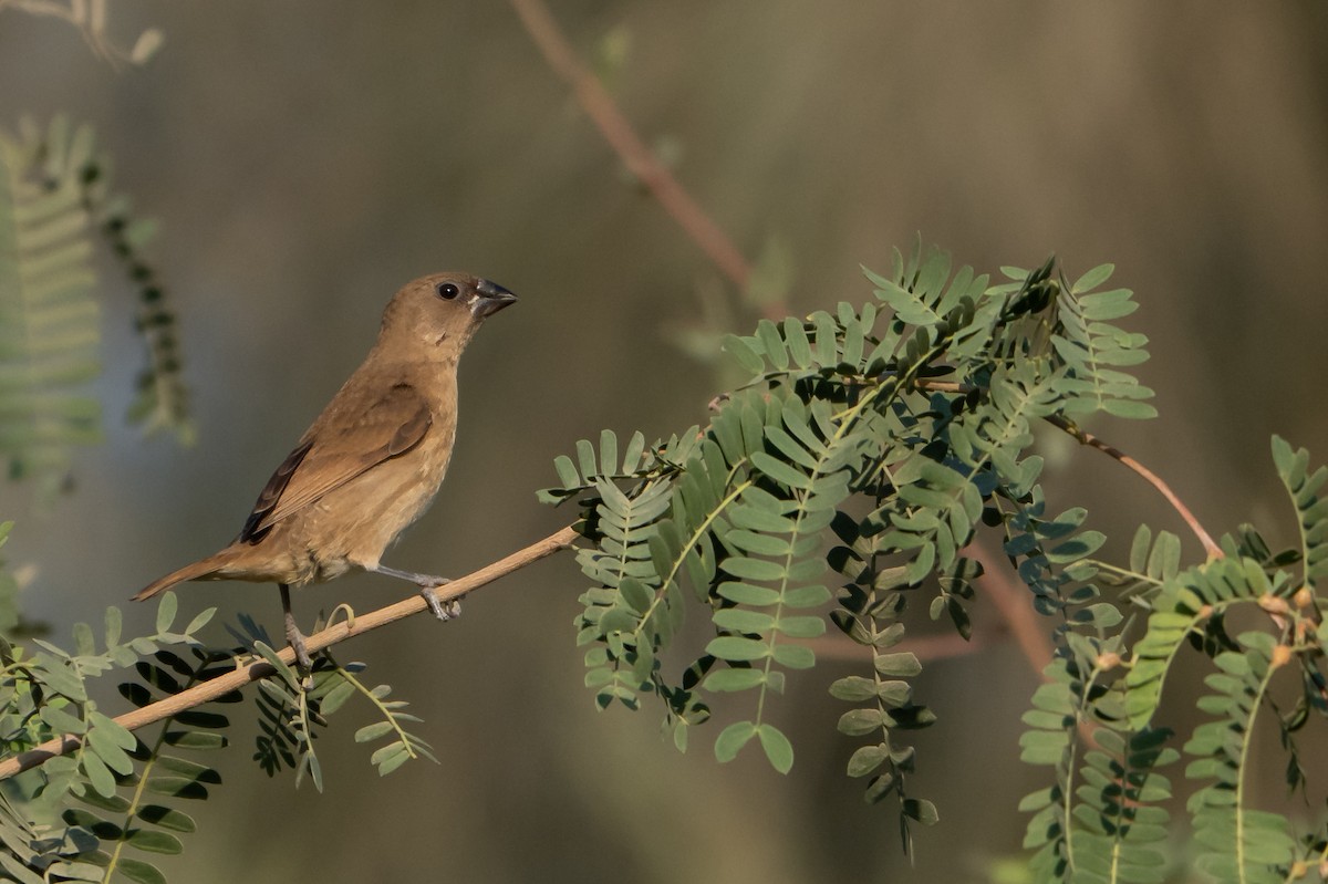 シマキンパラ - ML646831377