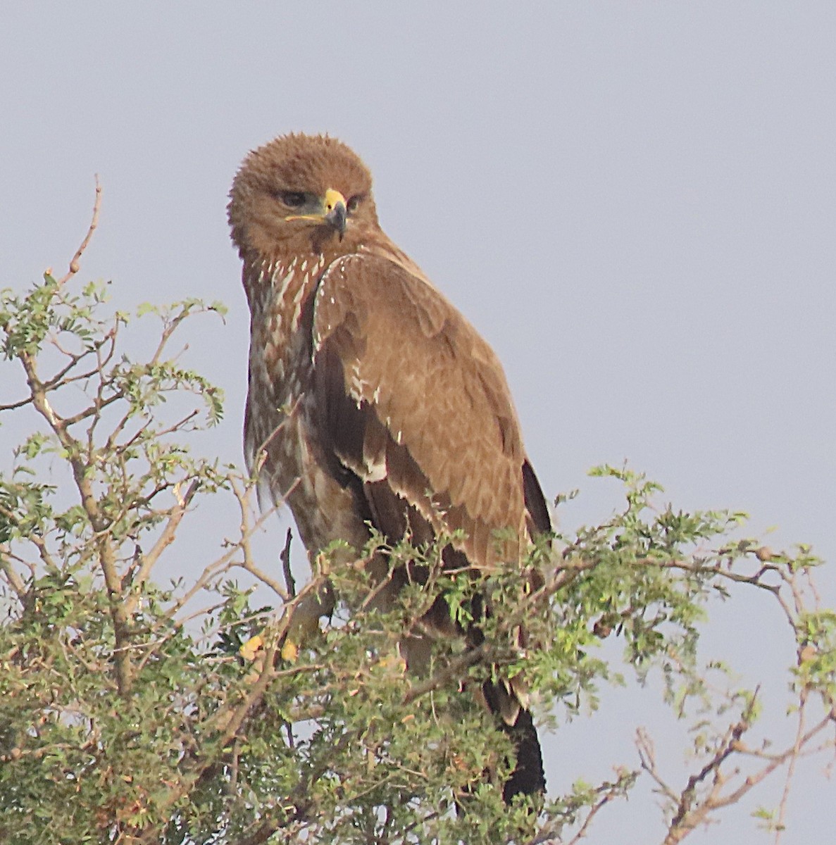 Підорлик індійський - ML646831378