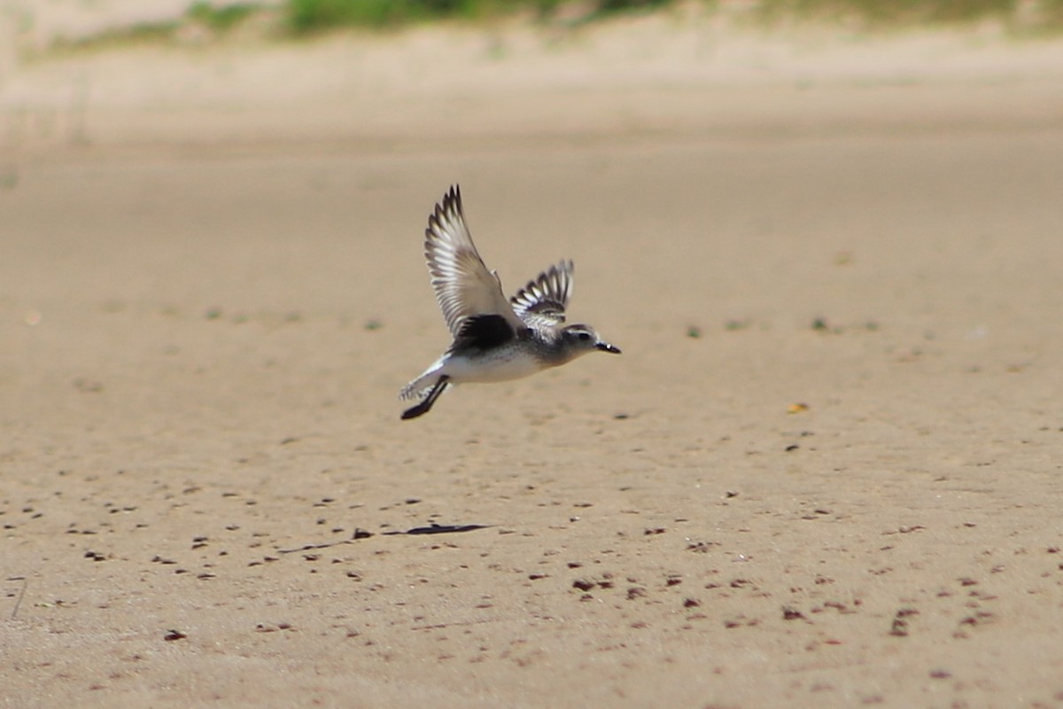 Сивка морська - ML646831380