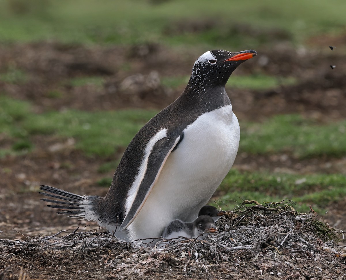 Gentoo Penguin - ML646831394