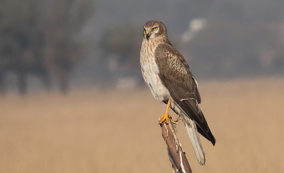 Pallid Harrier - ML646831395