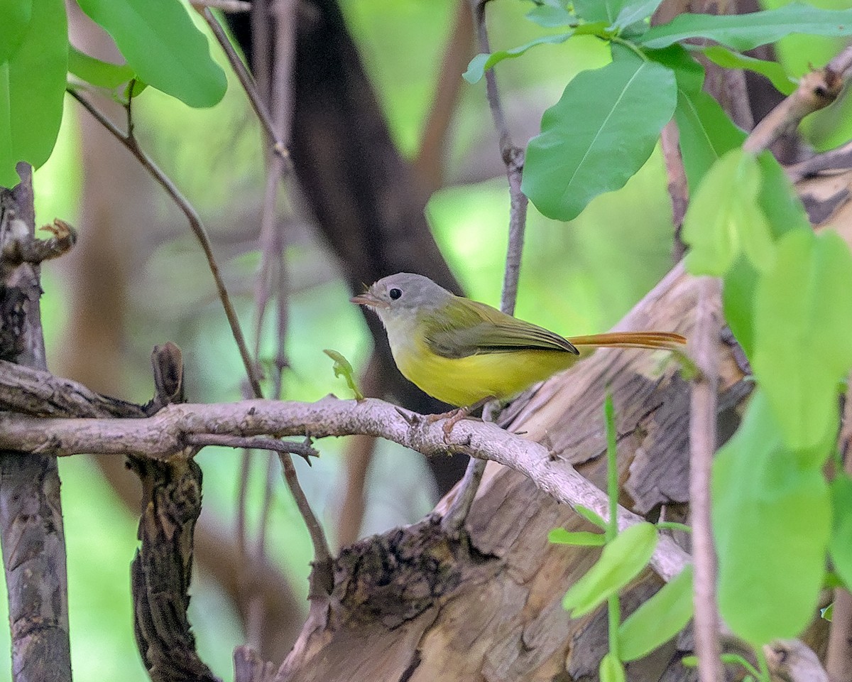 Оливковая рыжехвостка - ML646831401
