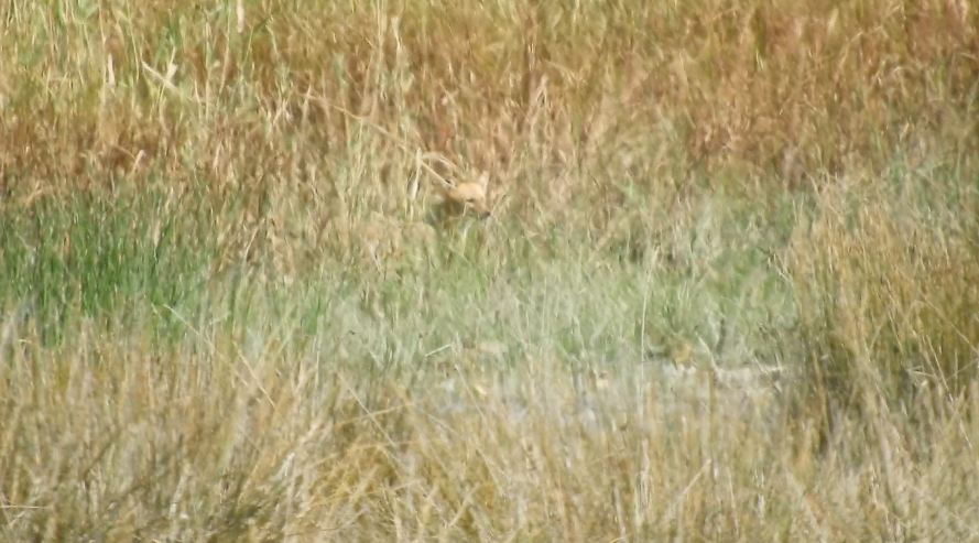 Chacal doré - ML646831404