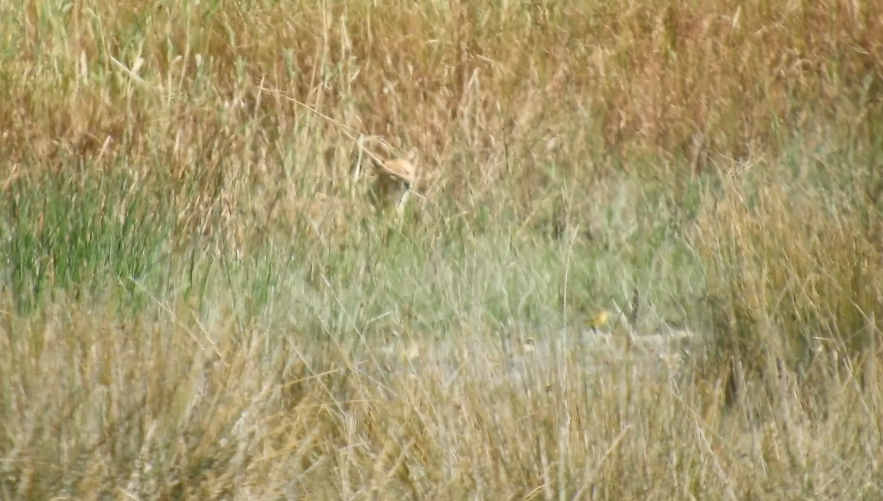 Animaux - ML646831405