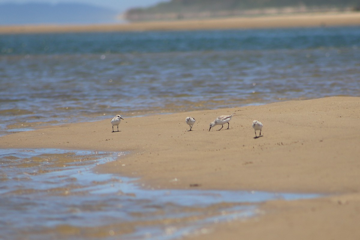 Sanderling - ML646831406