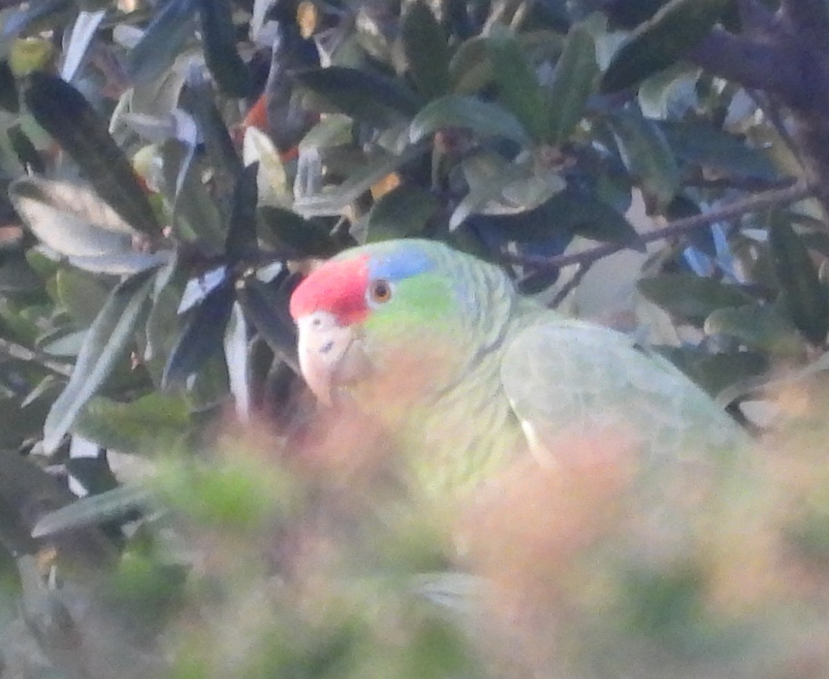 Red-crowned Amazon - ML646831407