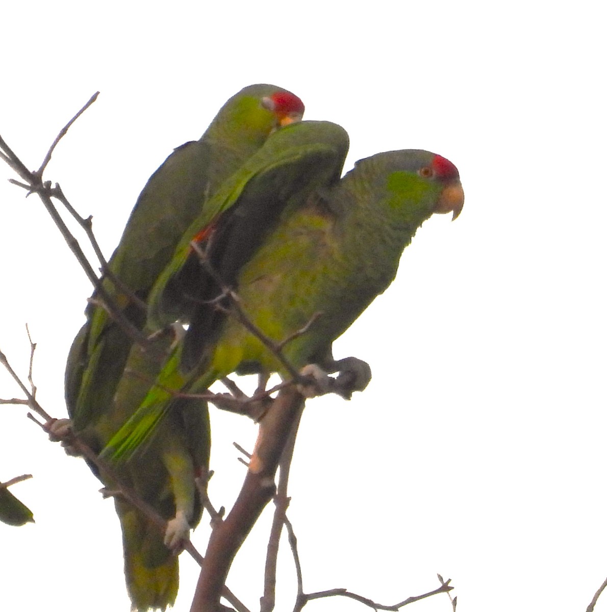 Red-crowned Amazon - ML646831408