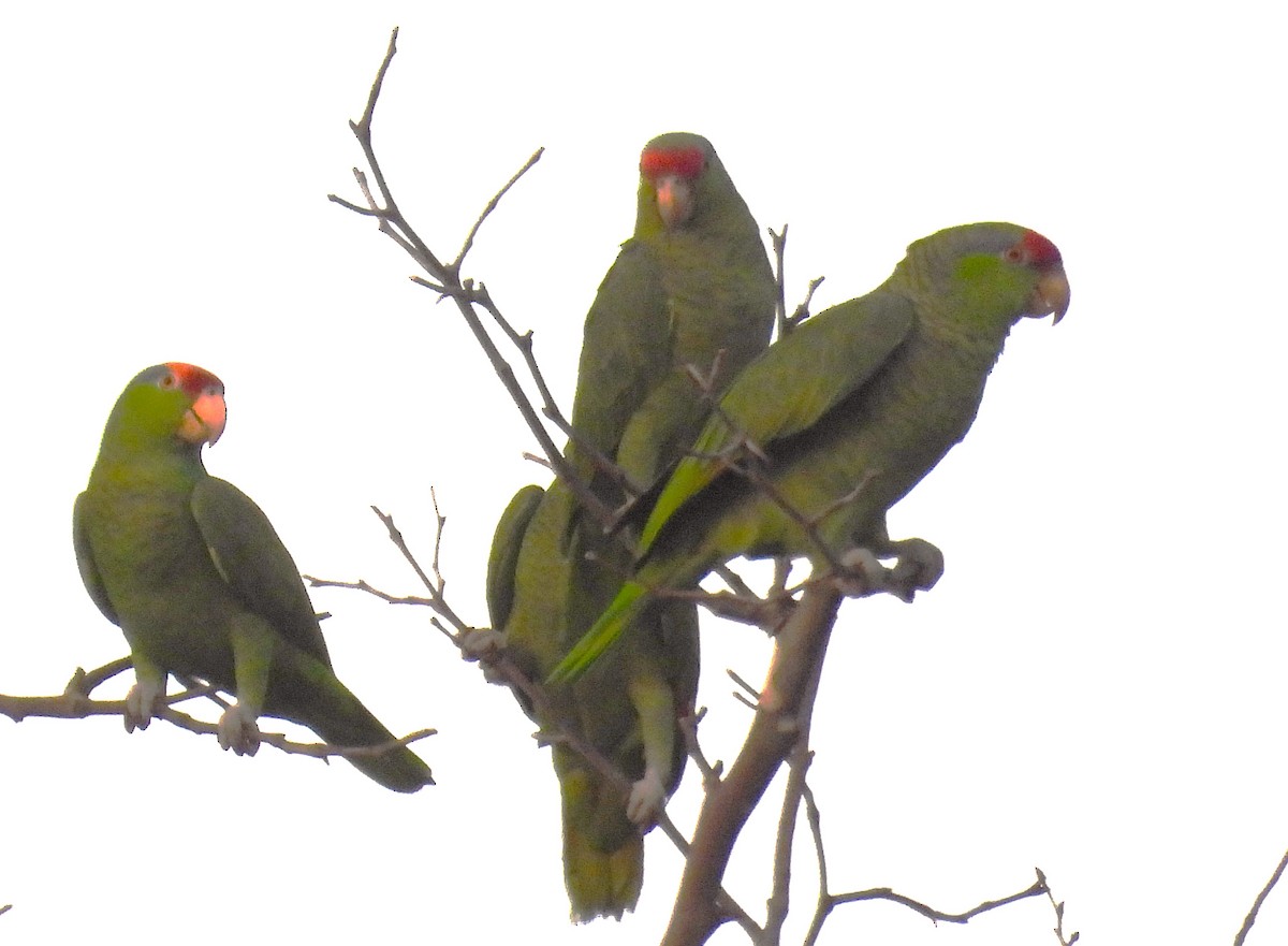 Red-crowned Amazon - ML646831409