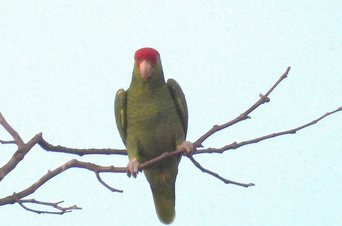 Red-crowned Amazon - ML646831411