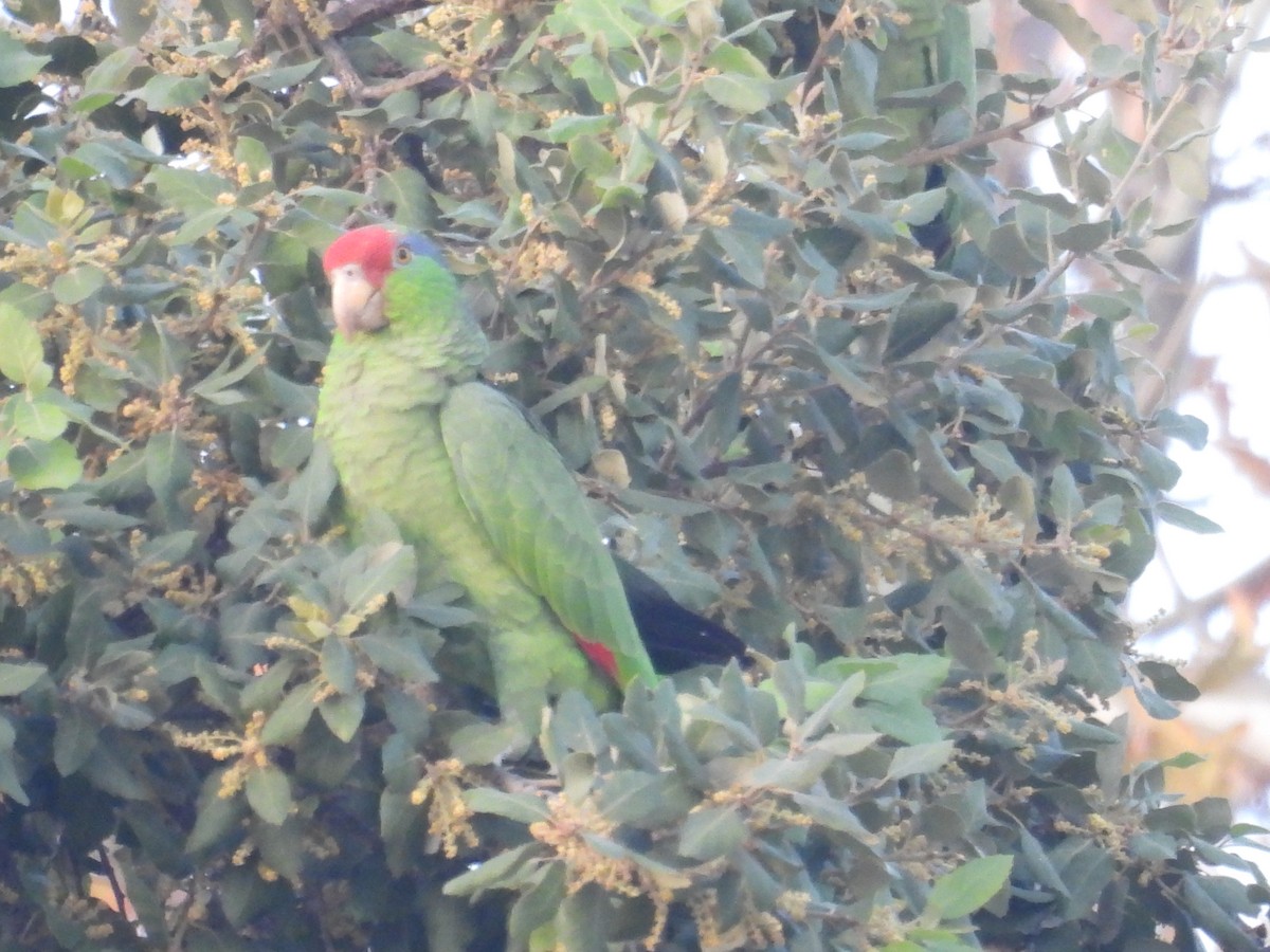 Red-crowned Amazon - ML646831413