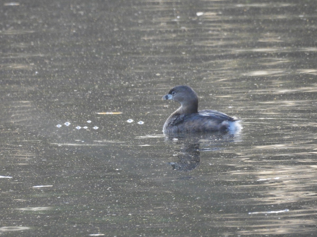 Pied-billed Grebe - ML646831416