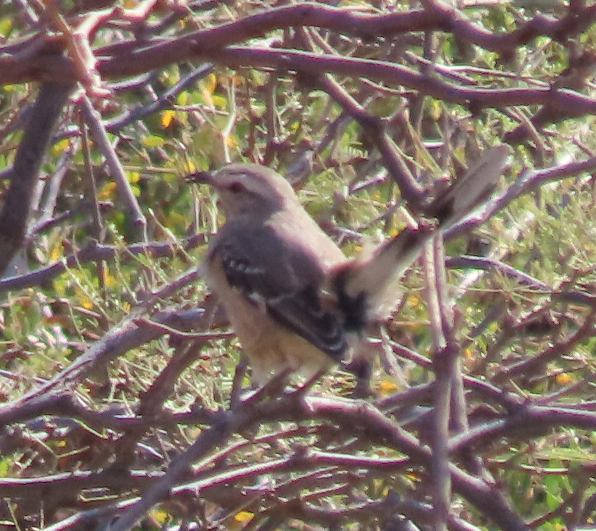 Пересмішник патагонський - ML646831420