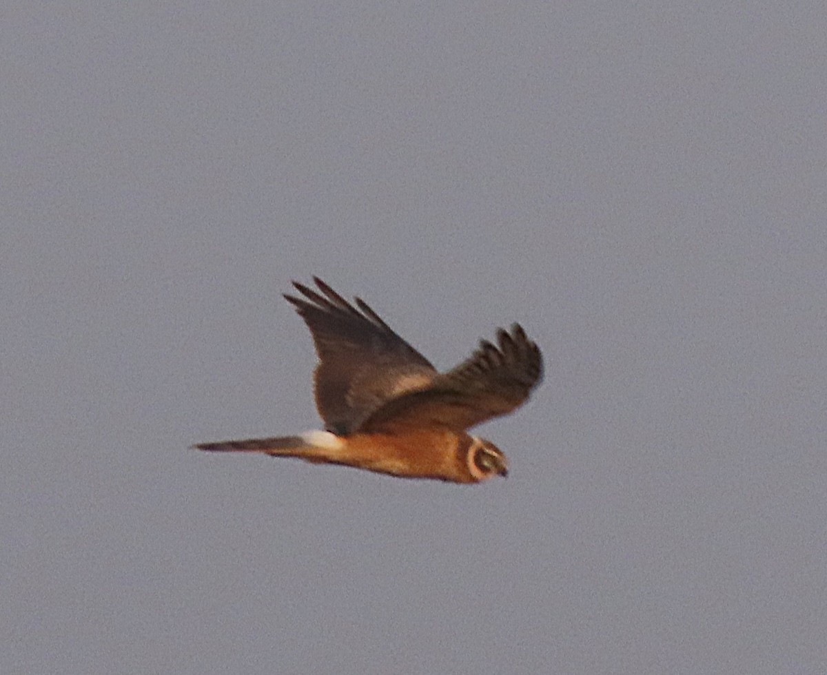 Pallid Harrier - ML646831422