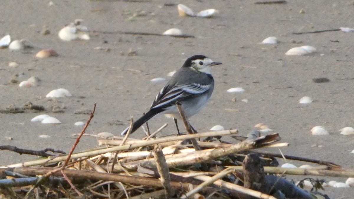 White Wagtail - ML646831426