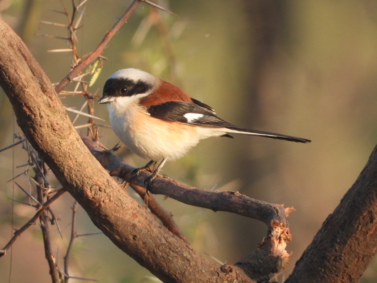 Pie-grièche à bandeau - ML646831427