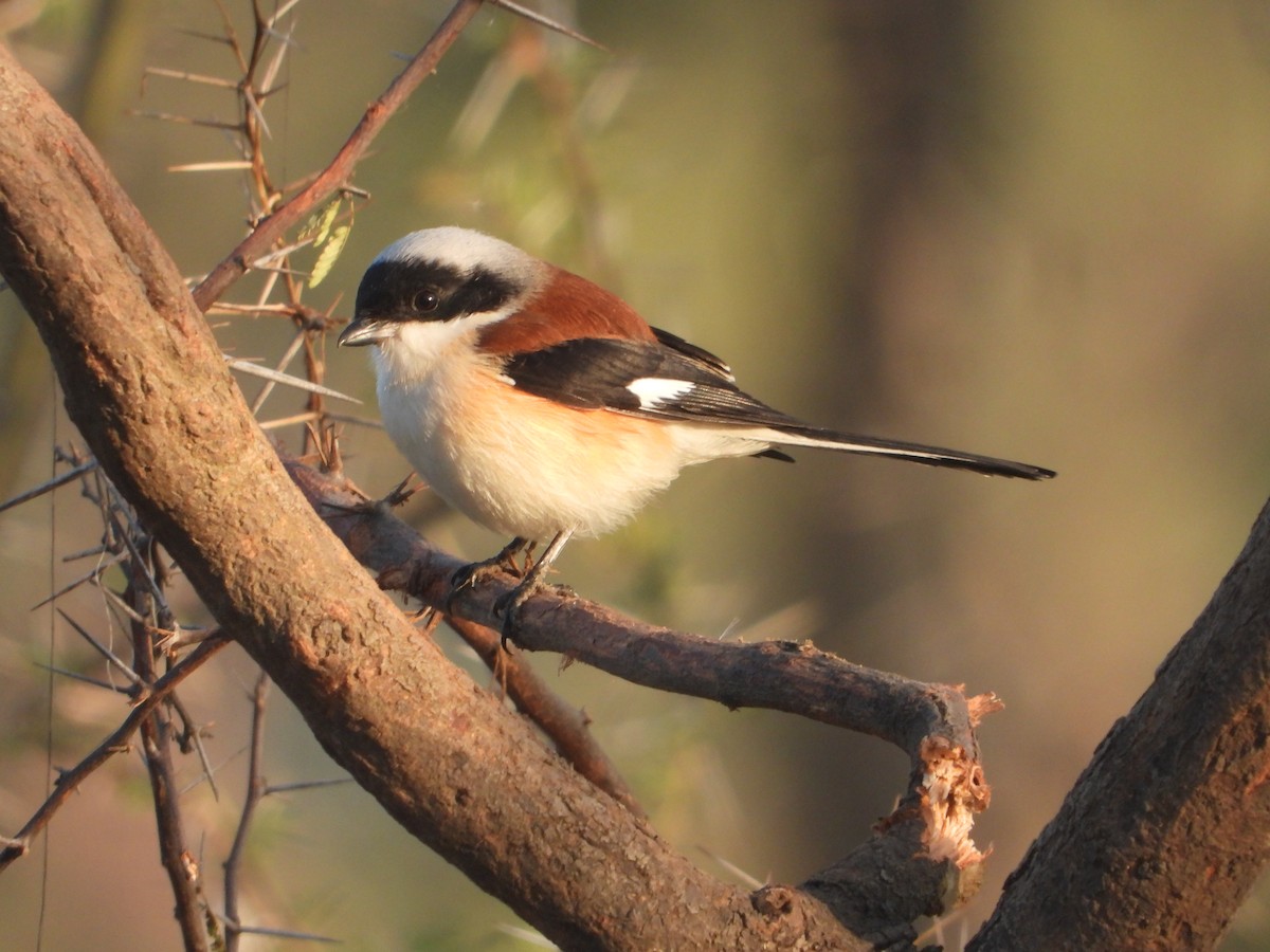 Pie-grièche à bandeau - ML646831428