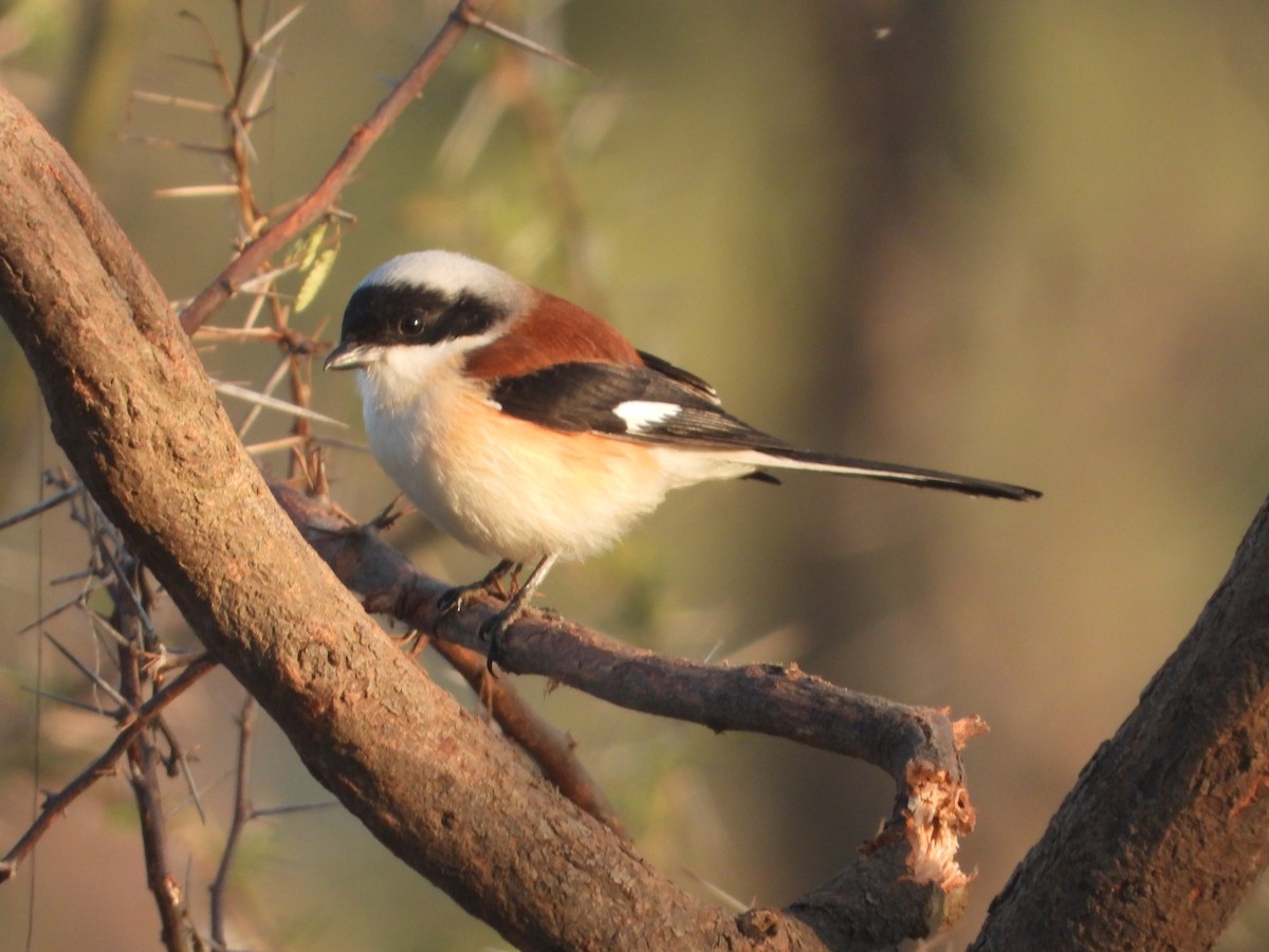 Pie-grièche à bandeau - ML646831429