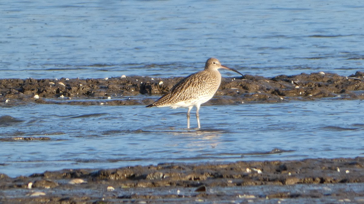 Eurasian Curlew - ML646831433