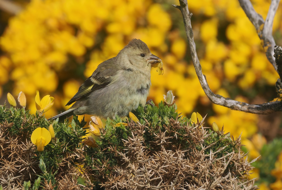 Black-chinned Siskin - ML646831434