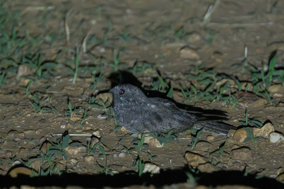 lelek pihovaný - ML646831437