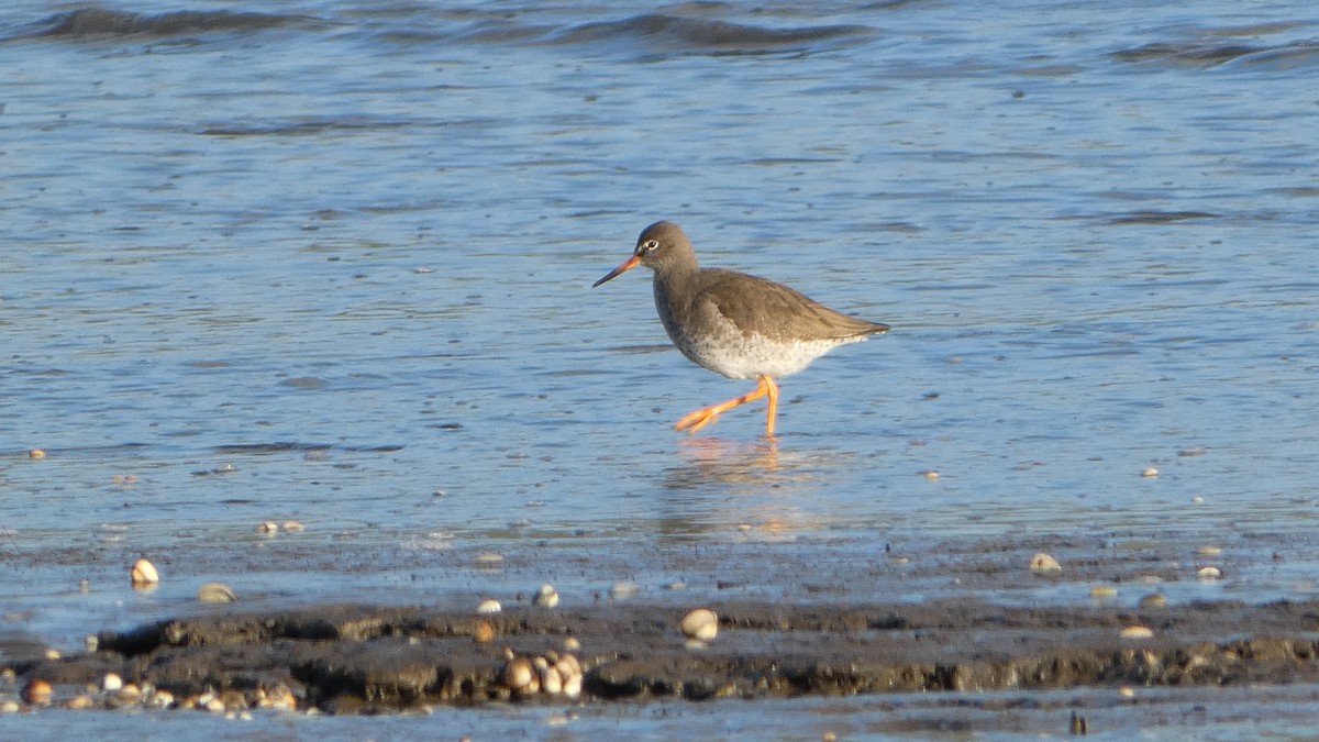 Common Redshank - ML646831438