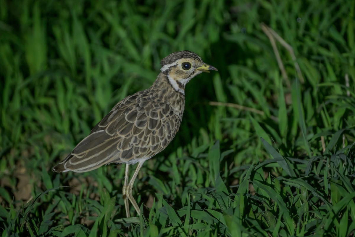 Трёхполосый бегунок - ML646831439