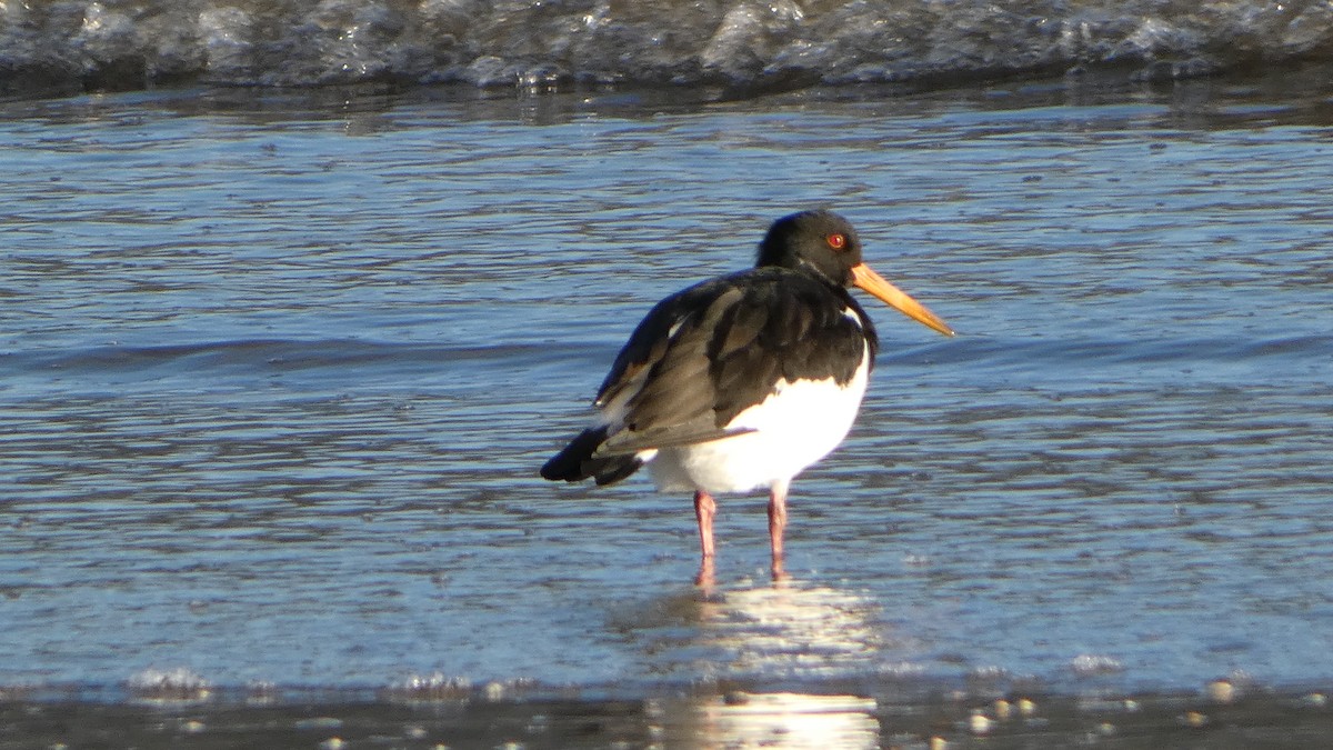 Eurasian Oystercatcher - ML646831440