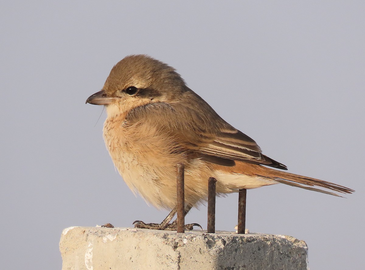 Isabellwürger - ML646831445