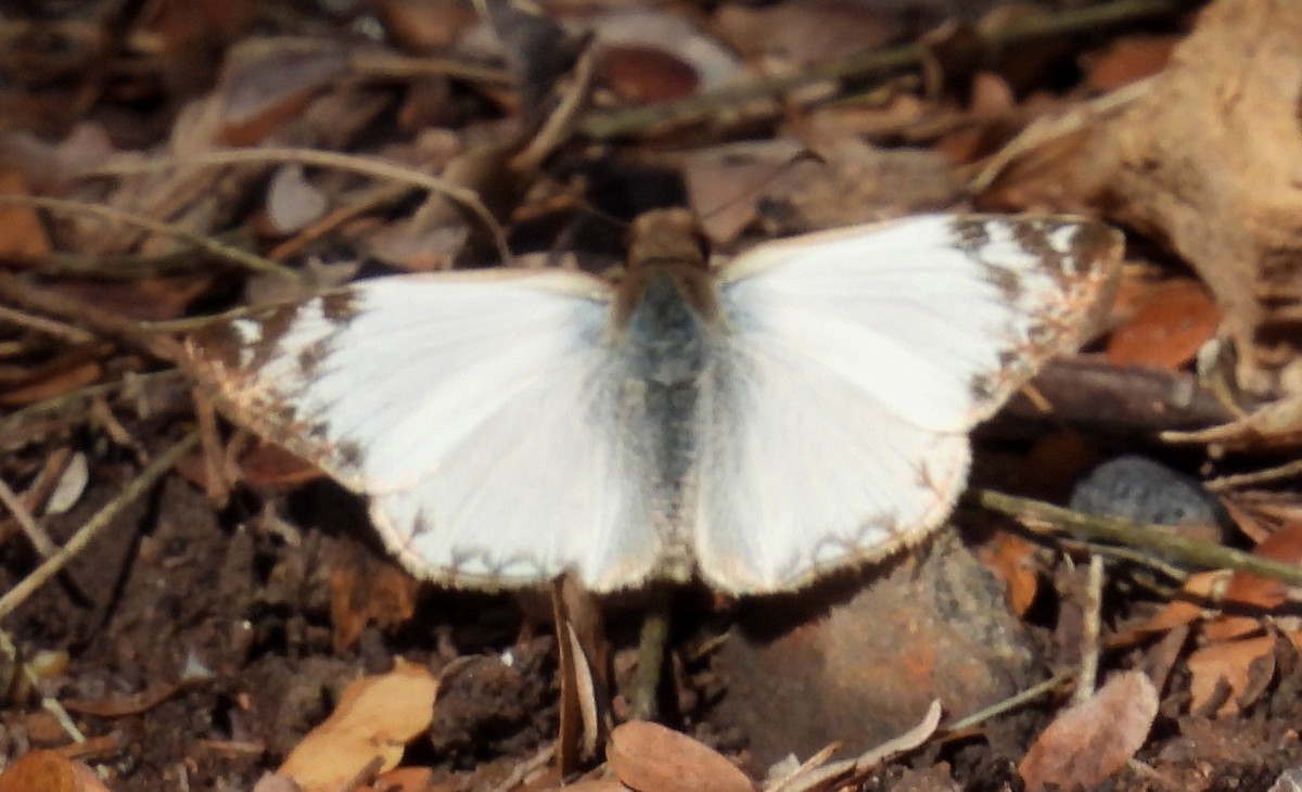 Saltarina blanca común - ML646831447