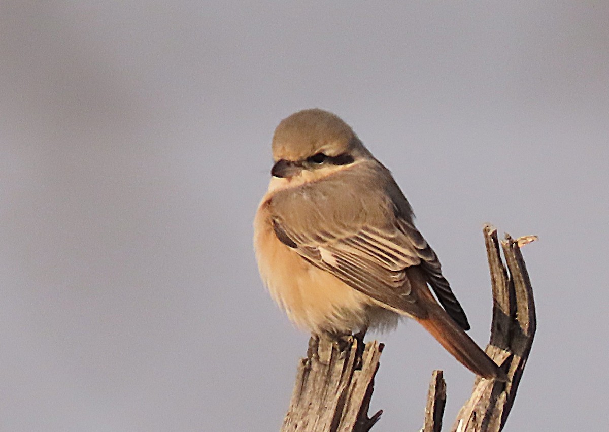 Isabellwürger - ML646831448