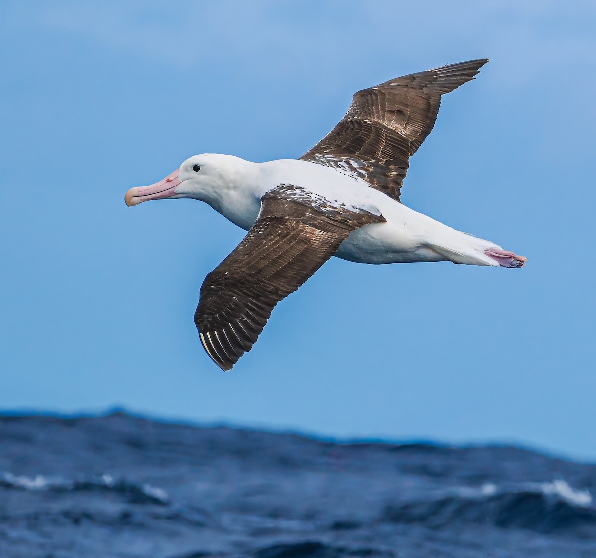 Northern Royal Albatross - ML646831449