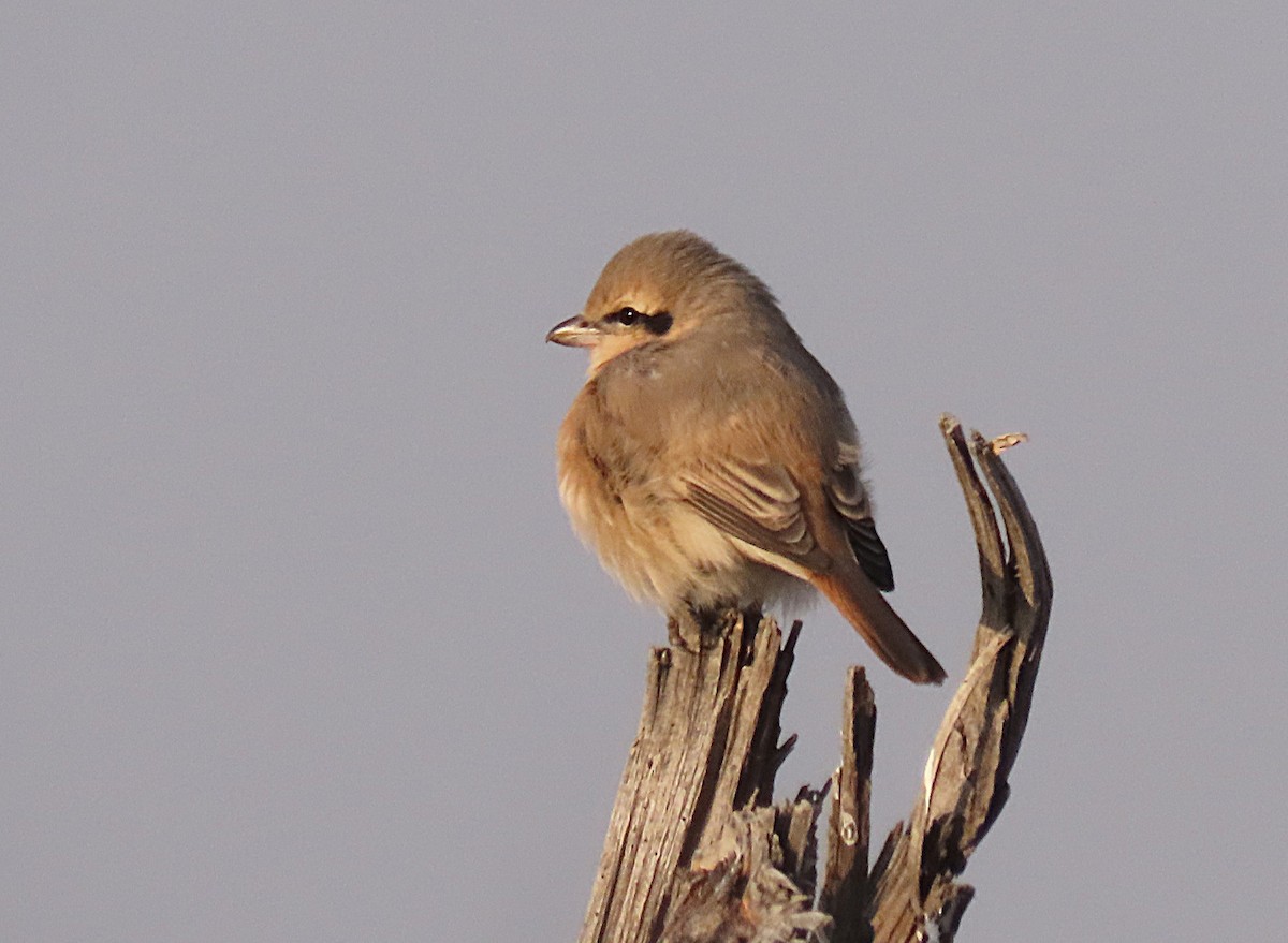 Isabellwürger - ML646831450