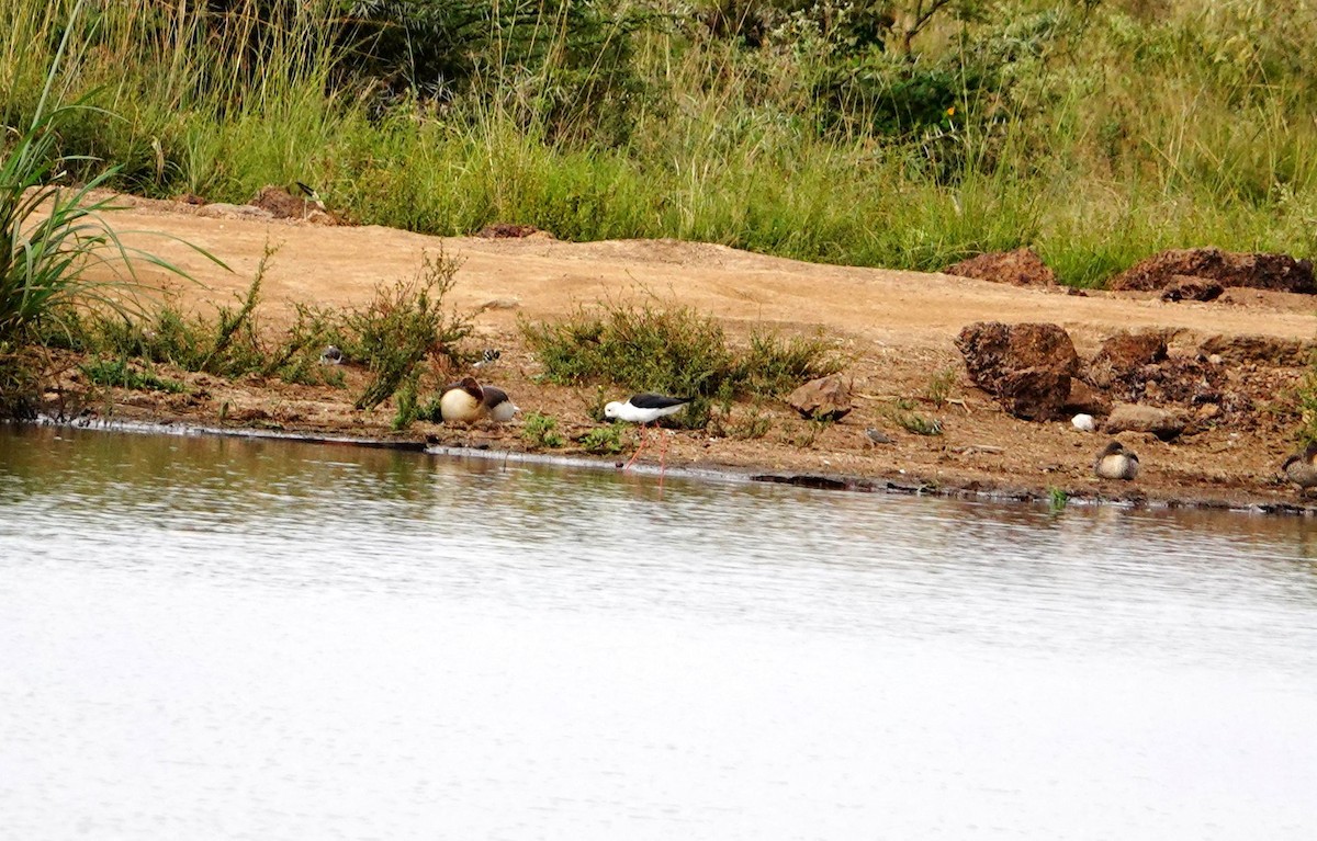 Uzunbacak - ML646831460